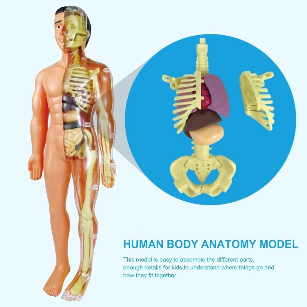 bernardo-โมเดลร่างกายมนุษย์-อวัยวะมนุษย์จําลอง-3d-แกะออกได้-ของเล่นทดลองทางวิทยาศาสตร์