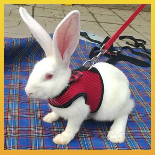 [Daliya] สายรัดหน้าอก ผ้าตาข่าย ปรับได้ สําหรับสัตว์เลี้ยง กระต่าย หนูแฮมสเตอร์ ขนาดเล็ก