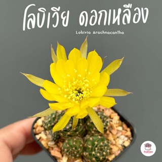 โลบิเวีย ดอกเหลือง Lobivia Arachnacantha แคคตัส กระบองเพชร cactus&amp;succulent