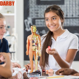 Darby โมเดลหุ่นร่างกายมนุษย์ ออร์แกน กายวิภาคศาสตร์ 3D สําหรับเด็กปฐมวัย