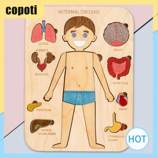 Copoti บอร์ดไม้ปริศนา กายวิภาคศาสตร์ เพื่อการเรียนรู้ สําหรับเด็กก่อนวัยเรียน