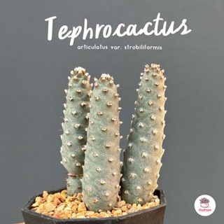 Tephrocactus articulatus var. strobiliformis กระบองเพชร แคคตัส ไม้อวบน้ำ cactus&amp;succulent