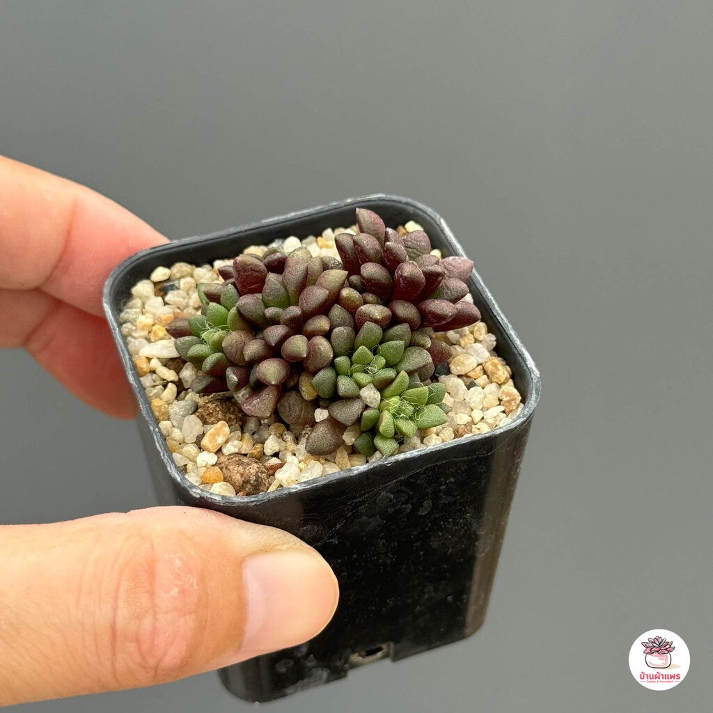 ลูกชุบกุหลาบดำ-anacampseros-retusa-ไม้อวบน้ำ-กุหลาบหิน-แคคตัส-กระบองเพชร-cactus-amp-succulent