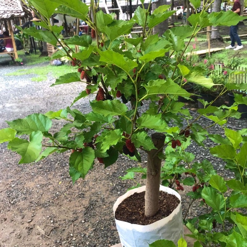 Cây dâu tằm giống, giá tốt, giống Chiang Mai 60, có 3 kích cỡ. Cây dâu tằm sẵn sàng trồng | Shopee Thái Lan