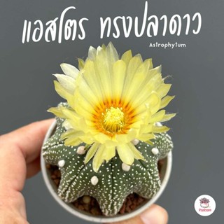 แอสโตรไฟตัม ทรงปลาดาว Astrophytum แคคตัส กระบองเพชร cactus&amp;succulent