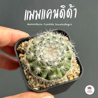 แมมแคนดิด้า Mammillaria Candida Snowball แคคตัส กระบองเพชร cactus&amp;succulent