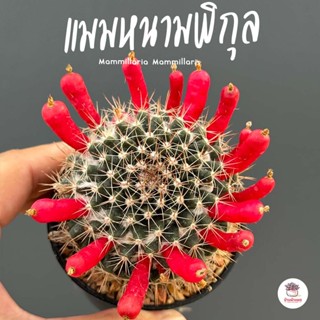 แมมหนามพิกุล Mammillaria Mammillaris แคคตัส กระบองเพชร cactus&amp;succulent