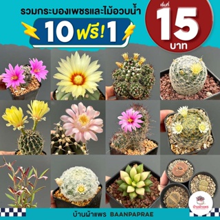 รวมกระบองเพชรและไม้อวบน้ำ หลายสายพันธุ์ ส่งทั้งกระถาง กุหลาบหิน cactus&succulent