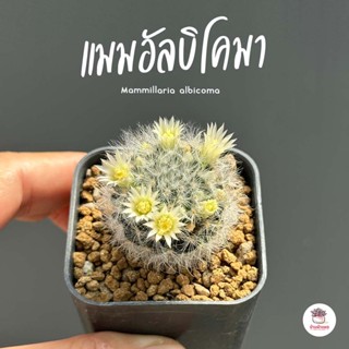 แมมอัลบิโคมา Mammillaria albicoma แคคตัส กระบองเพชร cactus&amp;succulent