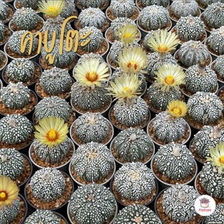 แอสโตรไฟตัม คาบูโตะ Astrophytum Kabuto แคคตัส กระบองเพชร cactus&amp;succulent