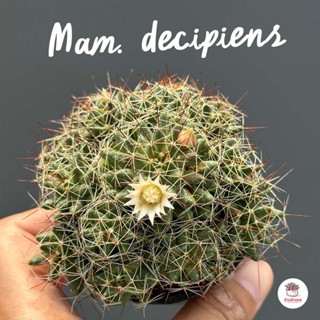 Mammillaria decipiens #กระถาง2.5 นิ้ว แคคตัส กระบองเพชร cactus&amp;succulent