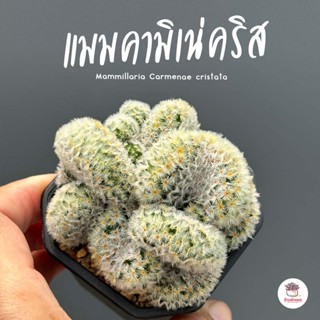 แมมคามิเน่คริส Mammillaria Carmenae cristata ไม้อวบน้ำ กุหลาบหิน cactus&amp;succulentหลากหลายสายพันธุ์