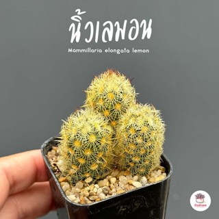 นิ้วเลมอน #ต้นเดี่ยว Mammillaria elongata lemon แคคตัส กระบองเพชร cactus&amp;succulent