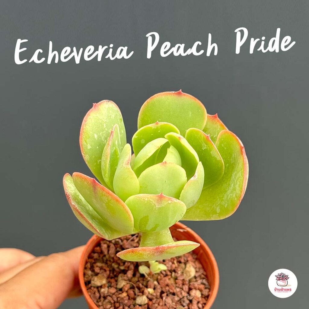 echeveria-peach-pride-ไม้อวบน้ำ-กุหลาบหิน-cactus-amp-succulentหลากหลายสายพันธุ์