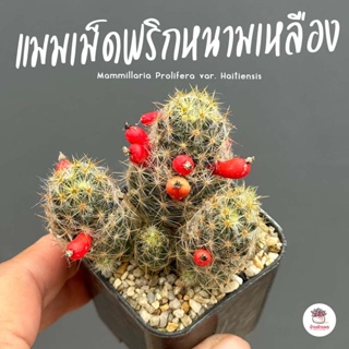 แมมเม็ดพริกหนามเหลือง Mammillaria Prolifera var. Haitiensis แคคตัส กระบองเพชร cactus&amp;succulent