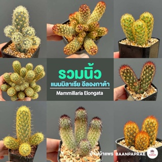 รวมนิ้ว Mammillaria elongata หลายสายพันธุ์ ส่งทั้งกระถาง cactus&amp;succulent