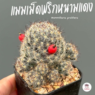 แมมเม็ดพริกหนามแดง Mammillaria prolifera แคคตัส กระบองเพชร cactus&amp;succulent