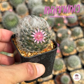 แมมขนแมว Mammillaria Bocasana แคคตัส กระบองเพชร cactus&amp;succulent