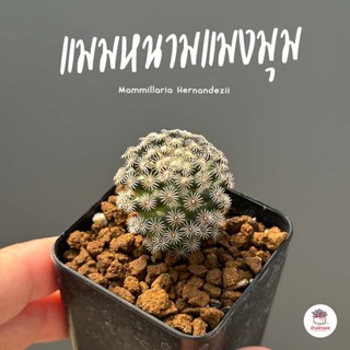 แมมหนามแมงมุม Mammillaria Hernandezii แคคตัส กระบองเพชร cactus&amp;succulent