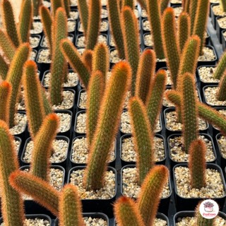 หางกระรอกแดง Cleistocactus Winteri ( red variant ) กระบองเพชร ไม้อวบน้ำ Cactus&amp;Succulent