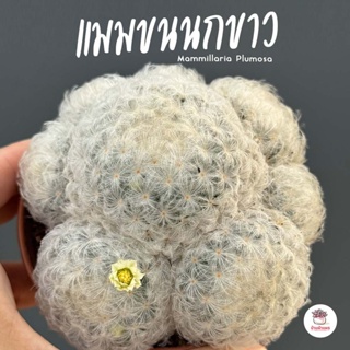 แมมขนนกขาว ฟอร์มกอ #3นิ้ว Mammillaria Plumosa แคคตัส กระบองเพชร cactus&amp;succulent