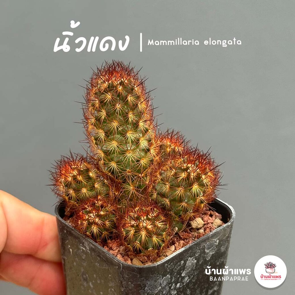 นิ้วแดง-mammillaria-elongata-cv-copper-king-แคคตัส-กระบองเพชร-cactus-amp-succulent