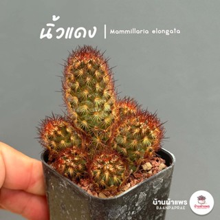 นิ้วแดง Mammillaria elongata cv. COPPER KING แคคตัส กระบองเพชร cactus&amp;succulent