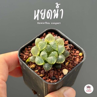 Haworthia cooperi ฮาโวเทีย หยดน้ำ ไม้อวบน้ำ กุหลาบหิน cactus&amp;succulentหลากหลายสายพันธุ์