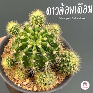 ดาวล้อมเดือน #กระถาง3นิ้ว Echinopsis Calochlora แคคตัส กระบองเพชร cactus&amp;succulent