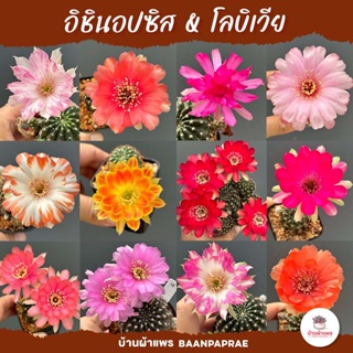 อิชินอปซิส &amp; โลบิเวีย Echinopsis &amp; Lobivia แคคตัส กระบองเพชร cactus&amp;succulent