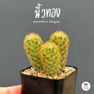 นิ้วทอง Mammillaria Elongata แคคตัส กระบองเพชร cactus&amp;succulent