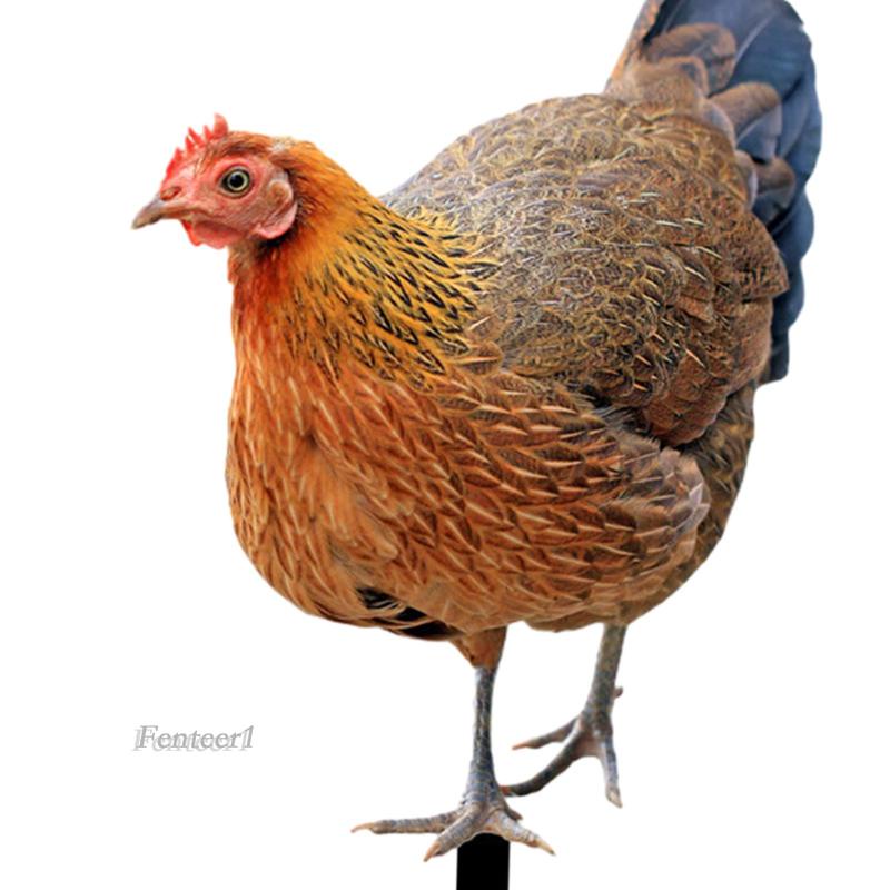 fenteer1-ป้ายรูปปั้นไก่-สําหรับสวนหลังบ้าน-ฟาร์ม