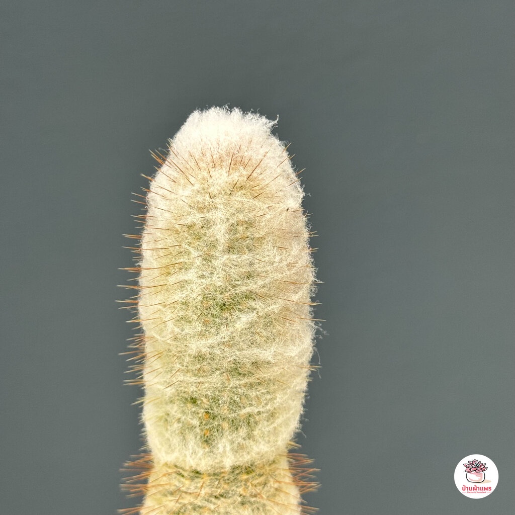espostoopsis-dybowskii-ต้นเดี่ยว-แคคตัส-กระบองเพชร-cactus-amp-succulent