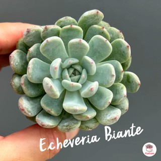 Echeveria Biante ไม้อวบน้ำ กุหลาบหิน Cactus&amp;Succulent