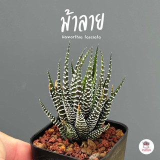 ม้าลาย Haworthia fasciata ไม้อวบน้ำ กุหลาบหิน cactus&amp;succulentหลากหลายสายพันธุ์