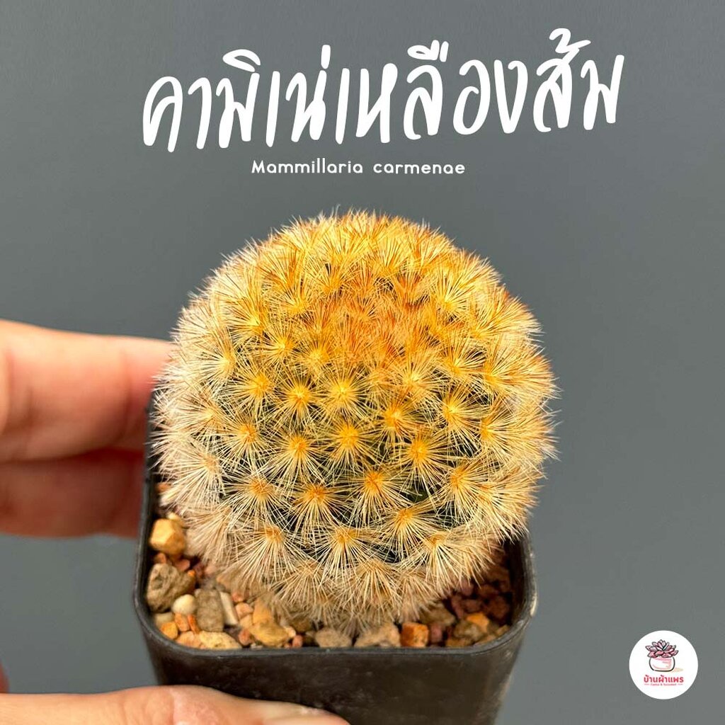 แมมมิลาเรีย-คามิเน่เหลืองส้ม-mammillaria-carmenae-แคคตัส-กระบองเพชร-cactus-amp-succulent