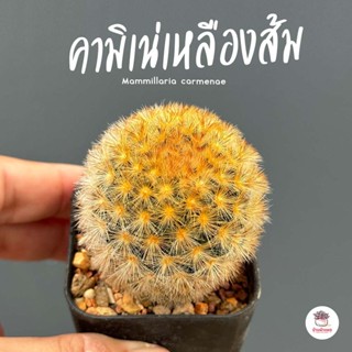 แมมมิลาเรีย คามิเน่เหลืองส้ม Mammillaria carmenae แคคตัส กระบองเพชร cactus&amp;succulent