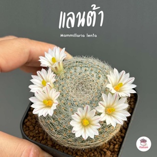 แลนต้า Mammillaria lenta แคคตัส กระบองเพชร cactus&succulent