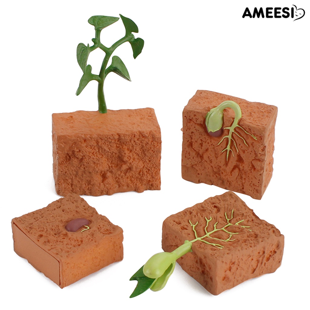 ameesi-โมเดลวงจรการเจริญเติบโตของพืช-pvc-ของเล่นเพื่อการศึกษา-สําหรับบ้าน-4-ชิ้น