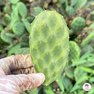 โอพันเทียแตงโม #เด็ดสด Opuntia Decumbens ไม้อวบน้ำ กุหลาบหิน cactus&succulent