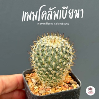 แมมโคลัมเบียนา Mammillaria Columbiana แคคตัส กระบองเพชร cactus&amp;succulent