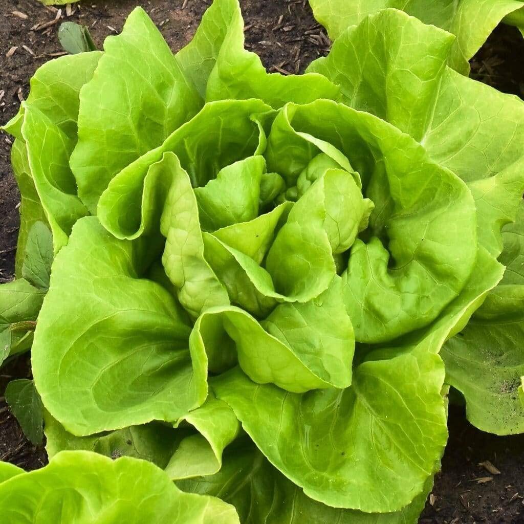 บัตเตอร์ครั๊นซ์ เมล็ดพันผักสลัด Buttercrunch Lettuce บรรจุ 90-200 เมล็ด ปลูกง่าย โตเร็ว [ซื้อ 10 แถม 1 คละได้]