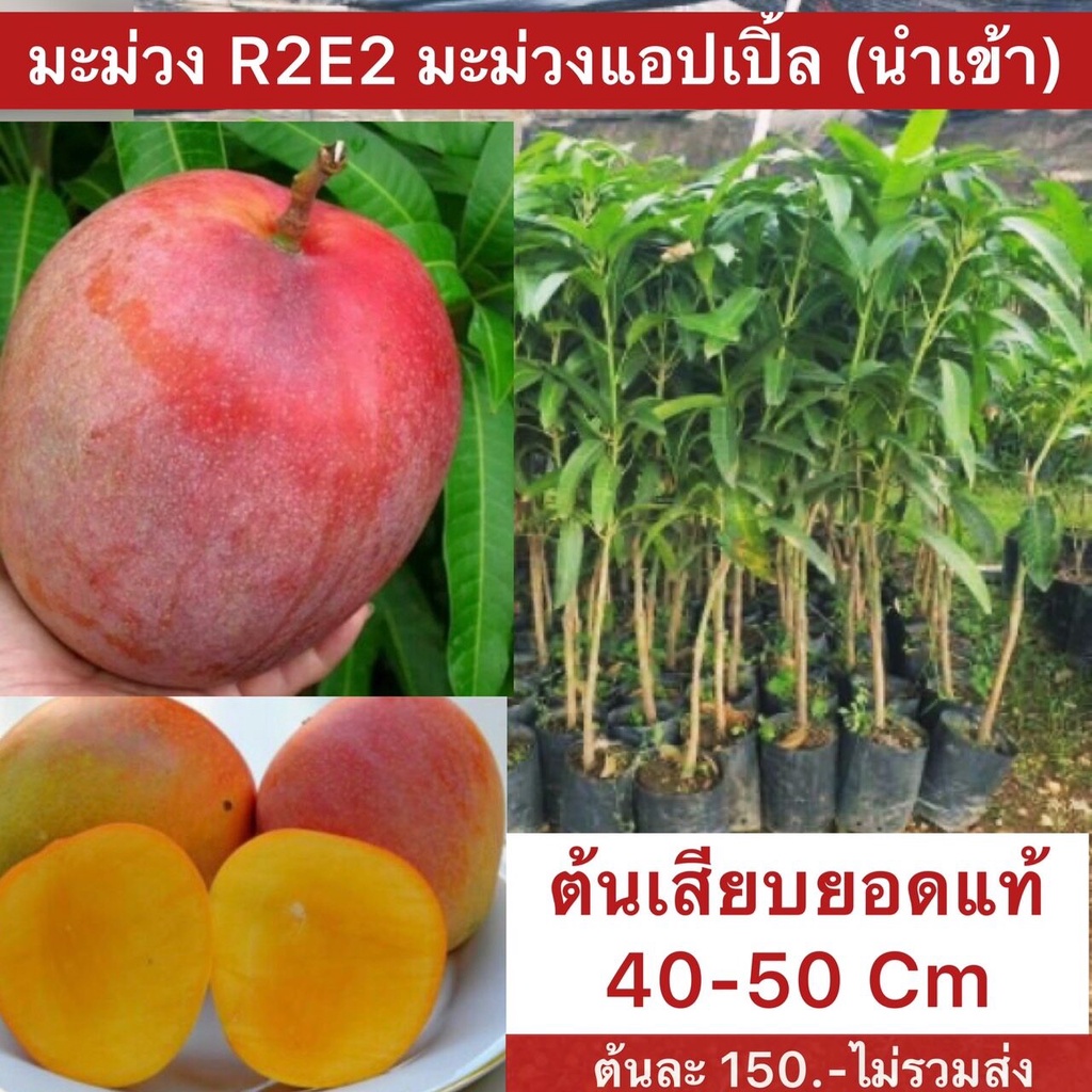 มะม่วง R2E2 ความสูงต้นประมาณ 60 - 80 เซนติเมตร เสียบยอด ขนาดผลใหญ่มี ...