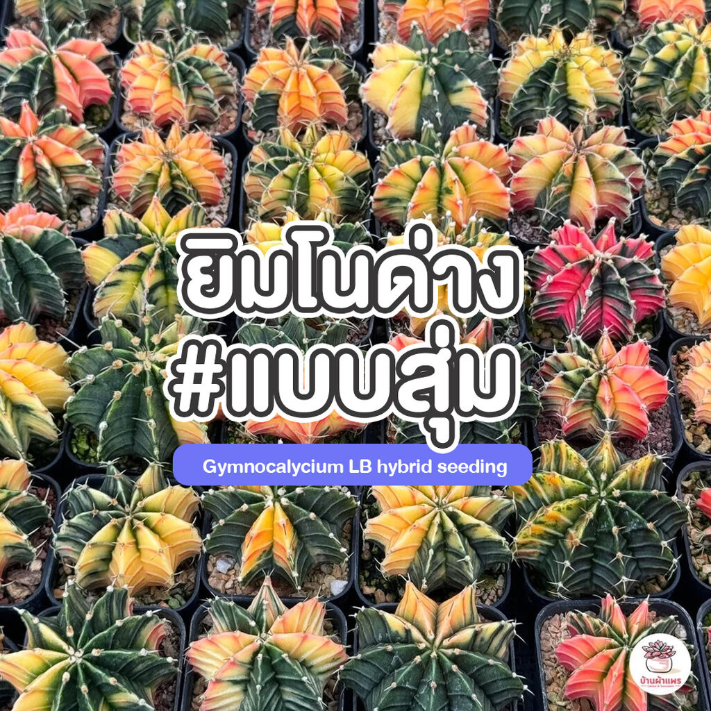ยิมโนด่างแบบสุ่ม ไม้เมล็ด Gymnocalycium แคคตัส กระบองเพชร cactus&succulent