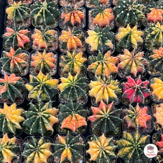 ยิมโนด่างแบบสุ่ม ไม้เมล็ด Gymnocalycium แคคตัส กระบองเพชร cactus&amp;succulent