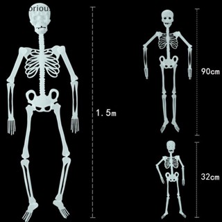 โครงกระดูกมนุษย์ ขนาด 32 ซม. 90 ซม. 150 ซม. สําหรับตกแต่งปาร์ตี้ฮาโลวีน