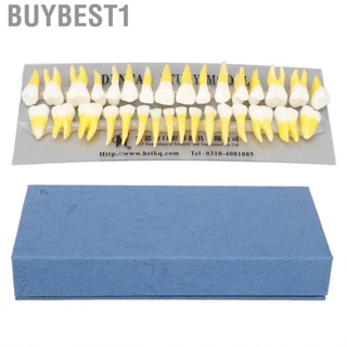 Buybest1 1:1 Scale Permanent Tooth Model 32pcs Dual Colors Resin Demonstration for Dentists Pathological s