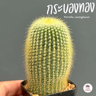 กระบองทอง Parodia Leninghausii แคคตัส กระบองเพชร cactus&amp;succulent