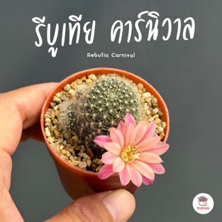 รีบูเทีย คาร์นิวาล Rebutia Carnival แคคตัส กระบองเพชร cactus&amp;succulent