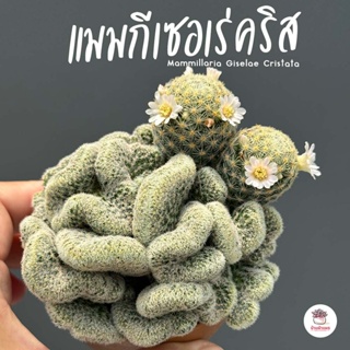 Mammillaria Giselae Cristata ไม้อวบน้ำ กุหลาบหิน cactus&amp;succulentหลากหลายสายพันธุ์